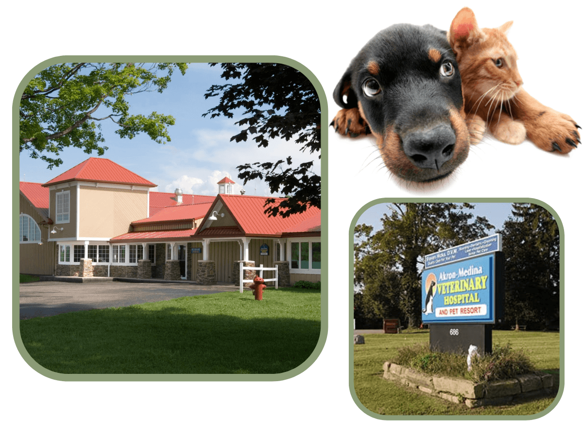 Akron-Medina Veterinary Hospital & Pet Resort Building