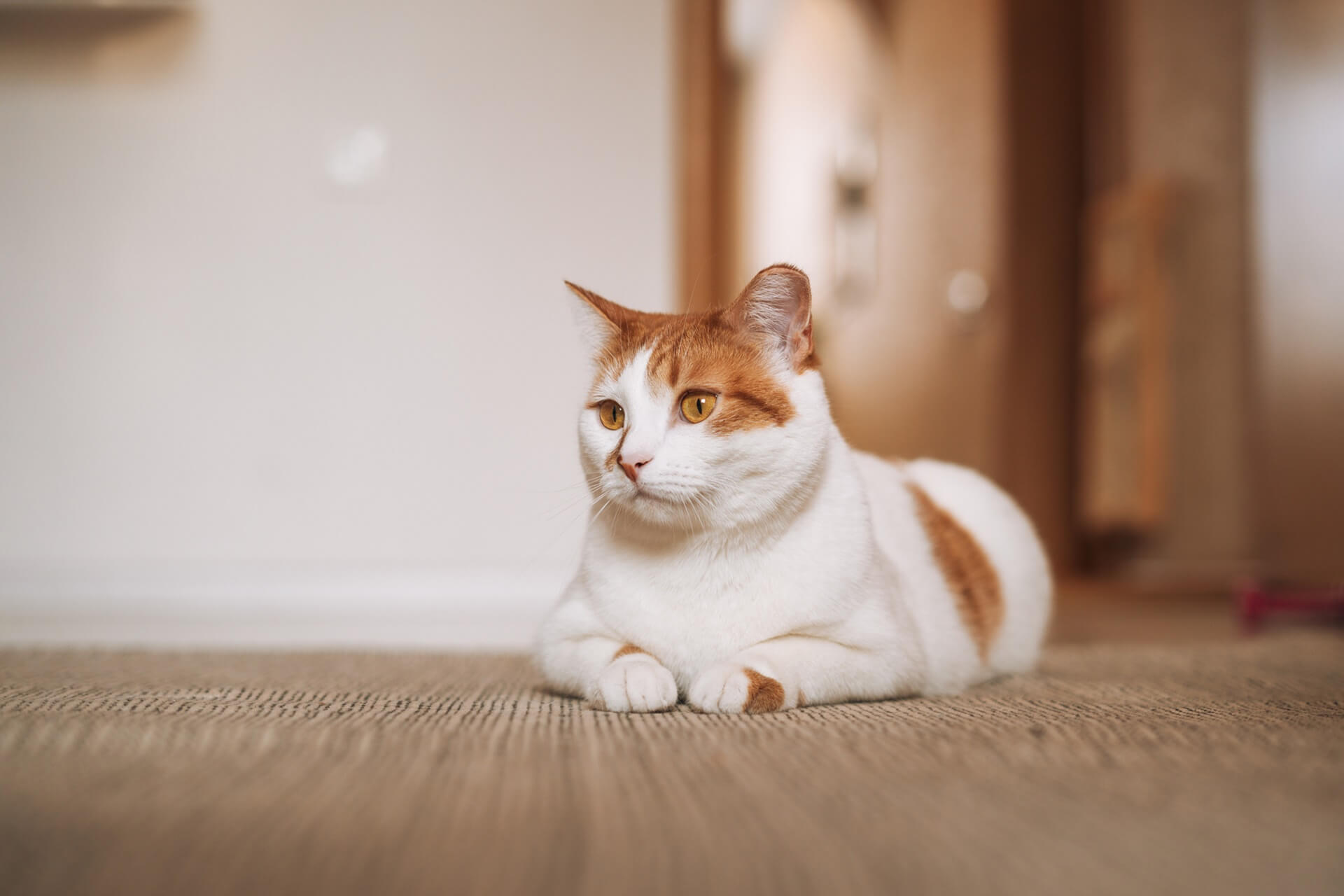 white-red-cat-on-floor