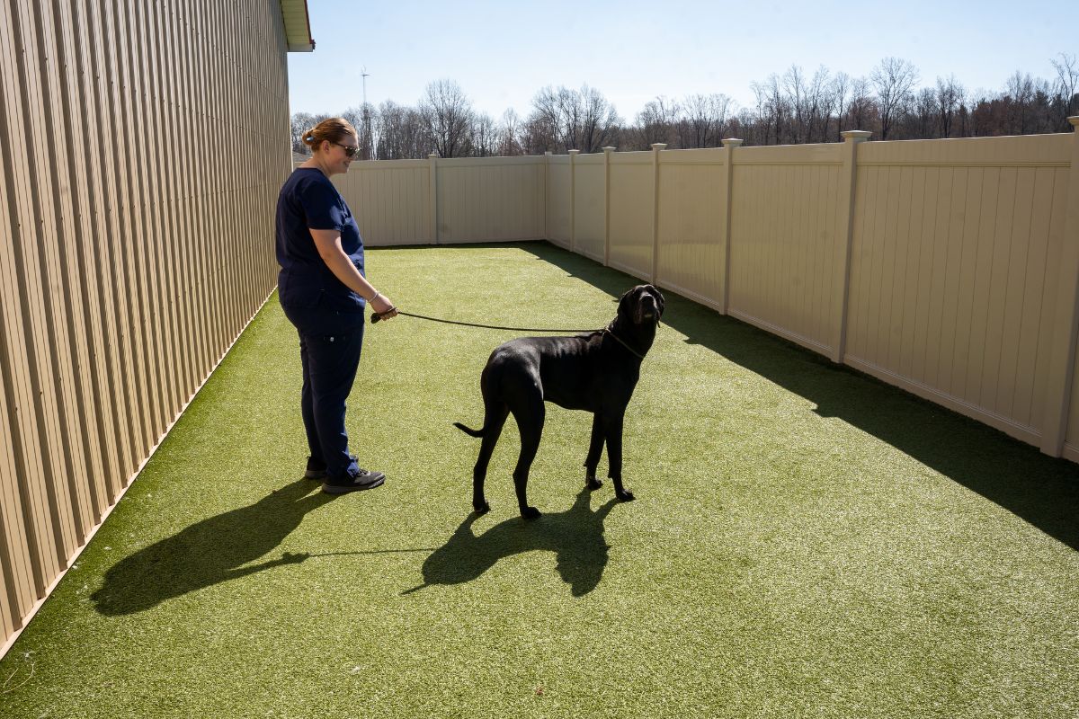 A woman walks a dog in a fenced yard