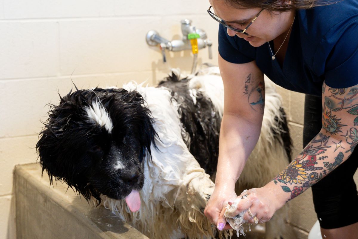 A woman gently washes a dog in a bathtub