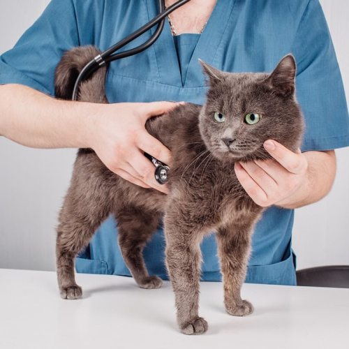 Pet-Diagnostics-service-image (1)