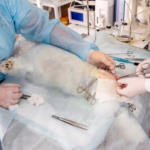 Pet-Spay-and-Neutering-service-image (1)