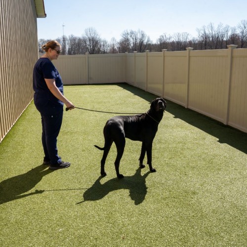 boarding-img (1) A woman walks a dog in a fenced yard