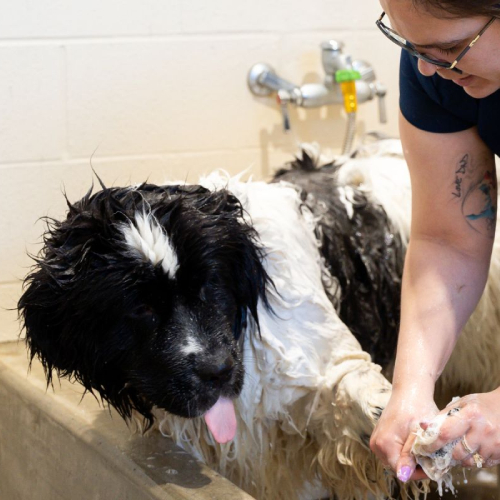 grooming-img (1) A woman gently washes a dog in a bathtub