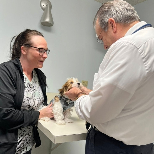 A woman walks a dog in a fenced yard