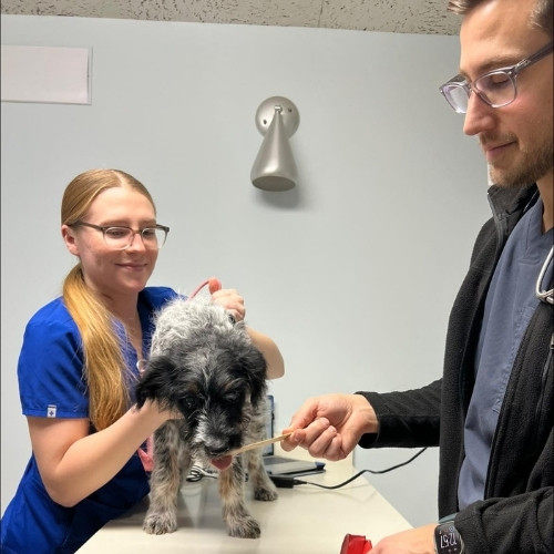 A woman gently washes a dog in a bathtub