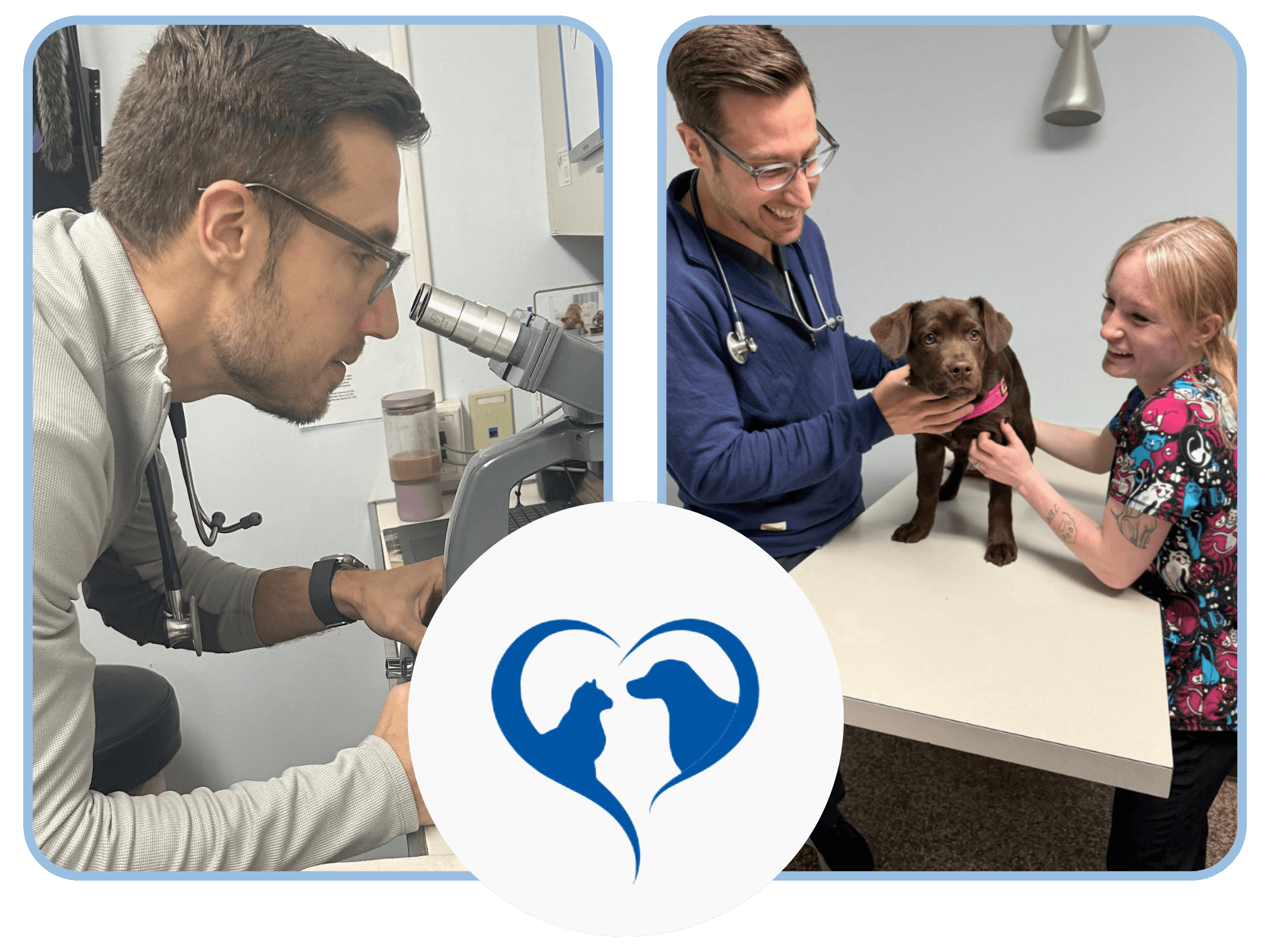 veterinarian collage