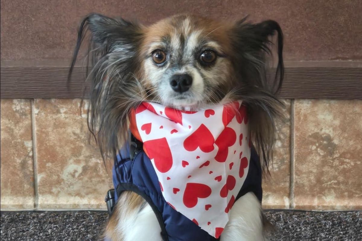 A woman gently washes a dog in a bathtub