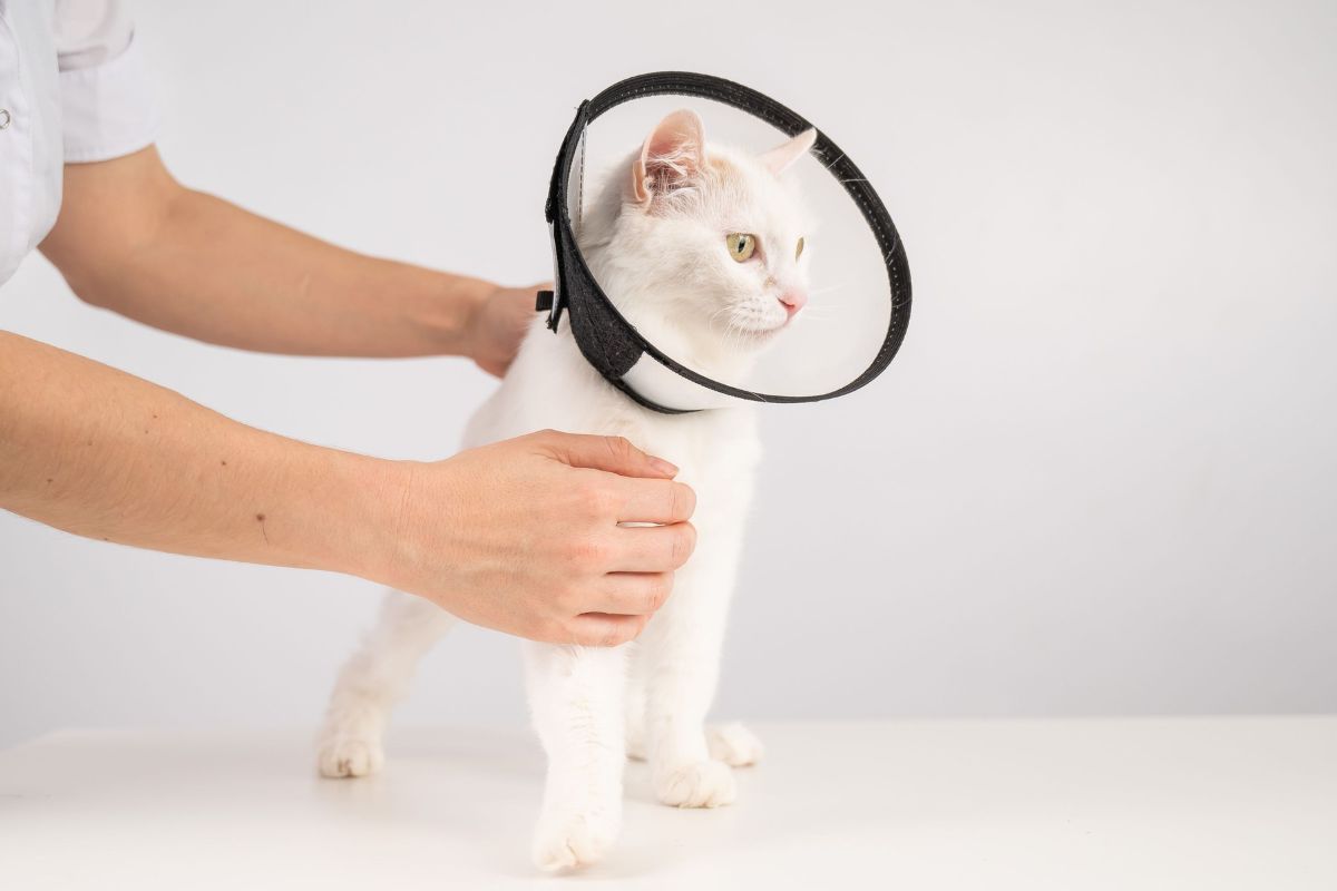 person holding a cat wearing surgery cone
