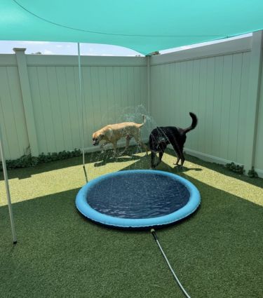 two dogs during boarding service
