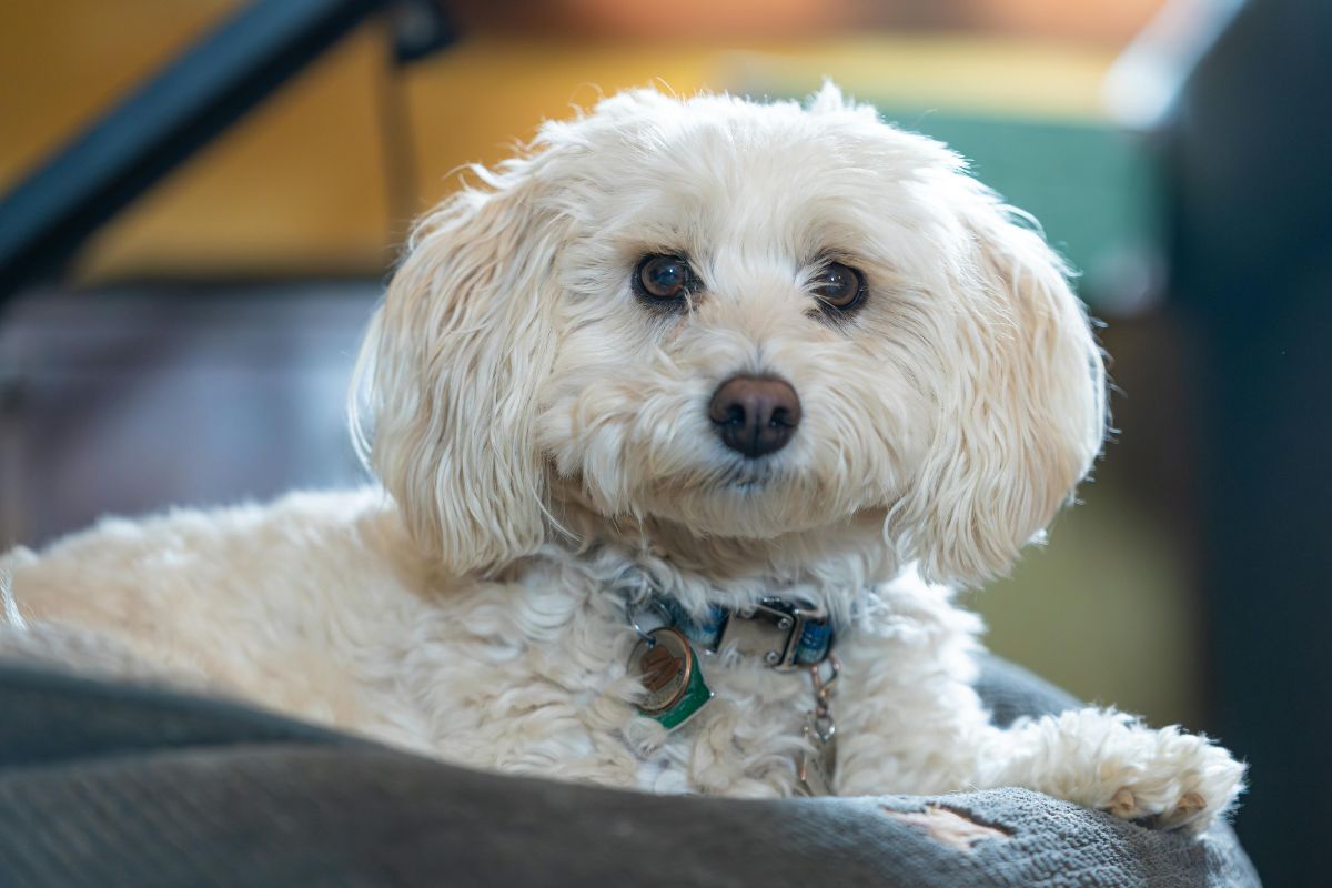 Adorable Fluffy White Dog Relaxing Indoors