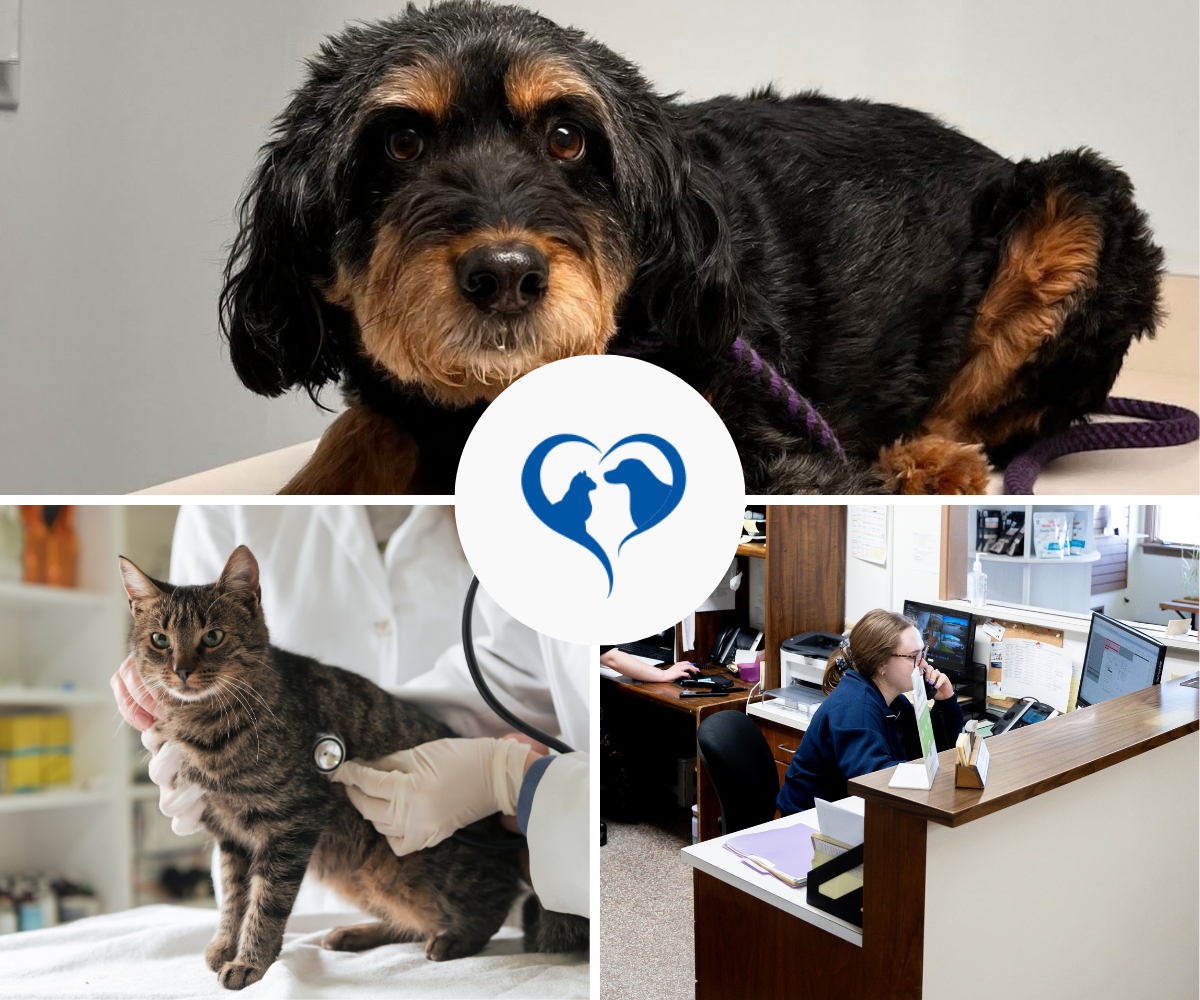 pets and vet staff collage